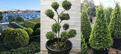 PlantBiz Horticulture Services