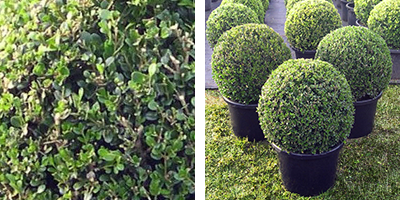 Buxus m. ‘Japonica’ Topiary Ball