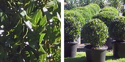 Laurus nobilis (Bay Tree) Topiary Ball