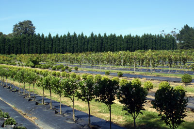 PlantBiz Site