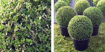 Buxus faulkner Topiary Ball