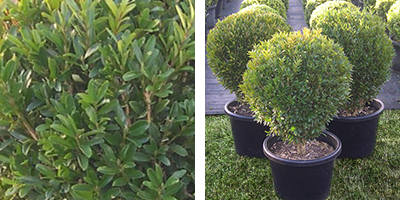 Buxus longifolia Topiary Ball