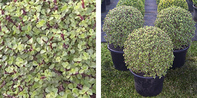 Portulacaria afra Topiary Ball
