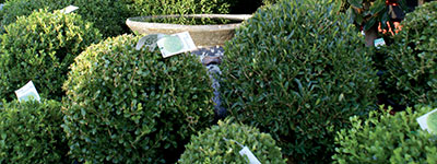 PlantBiz Topiary Balls